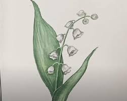 Check spelling or type a new query. How To Draw A Lily Of The Valley Step By Step