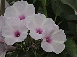 Image result for Ipomoea fulvicaulis