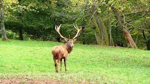 toller wildpark mit wunderschonen weitlaufigen wegen wild ausflug wandern
