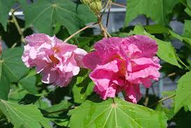 Image result for Hibiscus mutatus