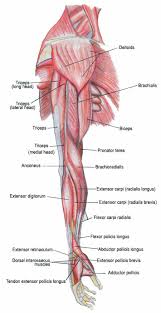 Ridge muscles of the arm. Arm Muscle And Tendon Diagram Labeled Arm Muscle Anatomy Human Anatomy And Physiology Muscle Anatomy