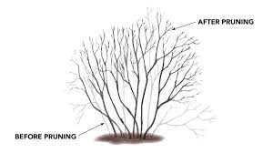 Maybe you would like to learn more about one of these? Pruning Hollies Finegardening