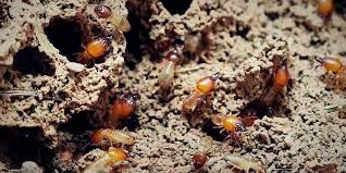 801 north central avenue connersville, indiana, 47331. Richmond Indiana Pest Control Allpest Exterminating