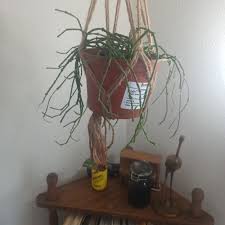 Image result for Cynanchum praecox