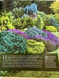 Erica Cinerea Atropurpurea Purple Bell Heath Rock Garden Plants Planting Flowers Garden Nursery