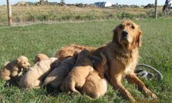 Explore 85 listings for chocolate labrador puppies for sale at best prices. Golden Retriever Puppies For Sale In Scarborough Ontario Nice Pets In Canada