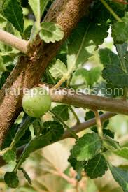 Image result for Commiphora africana