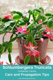 I was desolate when all of the limbs dropped off that winter. 63 Types Of Succulents With Pictures Details Care Tips