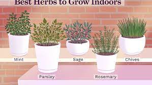 How to create an indoor herb garden in 4 steps. 10 Best Herbs To Grow Indoors