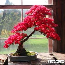 This guide is about helping you find the best indoor bonsai tree for beginners to transform your indoor environment. 100 Pcs Bag Japanese Azalea Bonsai Rhododendron Azalea Azalea Flower Bonsai Tree Seedling Diy Plant Home Azalea Flower Indoor Bonsai Tree Bougainvillea Bonsai