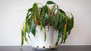 Are Your Indoor Plants On The Brink