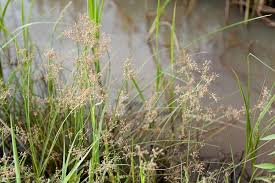 Image result for Fimbristylis