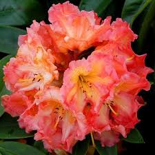 Buy Rhododendron Sun Fire J Parker Dutch Bulbs In 2020 Rhododendron Cottage Garden Plants Plants