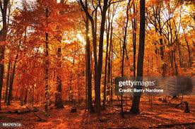 982 Barry Alter In Stock Photos, High-Res Pictures, and Images