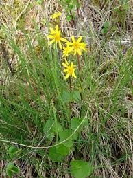 Image result for Ligularia sibirica