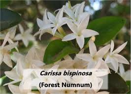 Image result for Senecio speciosus