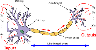Artificial Neural Network Wikipedia Artificial Neural Network Biology Lessons Deep Learning