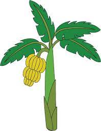 Treklens Think Banana Tree Photo Clipart Best Clipart Best Tree Drawing Palm Tree Drawing Tree Illustration