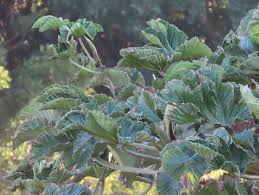 Image result for Hippocratea parvifolia