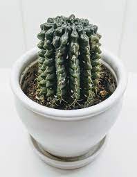 I remember getting this huge bag of organic cactus mix that was on sale from home depot my husband suggested to get rid of the whole plant but i am not ready to give up on it just yet. How To Get Rid Of Mealybugs On Your Cactus And Prevent Them From Coming Back Potted Pixie