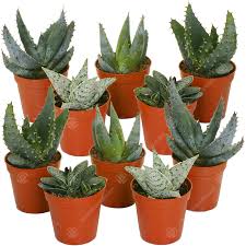 Only a select few are shade varieties. Set Of 10 Mixed Aloe Succulent Cactus House Plants Pot Home Decorative Easy Grow Ebay