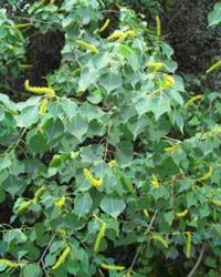 Image result for Sapium