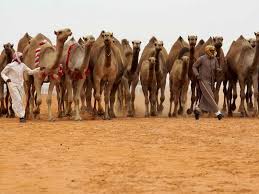 Having trouble beating a level of 4 pics 1 word with 5 letters in the answer? Largest Camel Hospital In Saudi Arabia Saudi Gulf News
