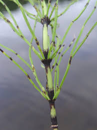 Image result for Equisetaceae