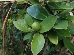 Image result for Elaeodendron