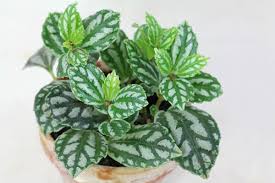 Image result for Pilea cadierei