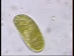 Paramecium Terliksi Hayvan Video Izle Indir Videoindirelim Com