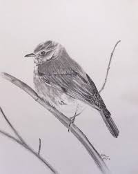 Vogel Originele Grafiet Tekening Van Een Vogel Zat Op Een Tak Op Effen Witte Achtergrond Komt Beschermde In Een Acet Graphite Drawings Bird Drawings Drawings