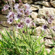 Image result for Berkheya speciosa