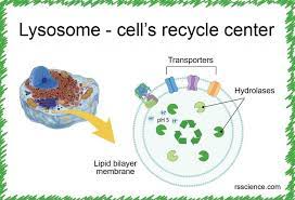 Lysosome The Cell S Recycling Center Definition Structure Function And Biology In 2021 Recycling Center Cell Biology Cell Parts