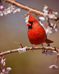 Birds And Blooms Photo Contest Winners Colorful Birds Photo Contest Winners Bird Photo Colorful Birds Photo Contest