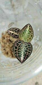 They weren't in great shape but still looked alive. 3 Plants Jewel Orchid From Forest South Of Thailand With Cites Phyto Ebay
