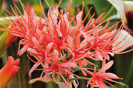 Image result for Scadoxus pole-evansii