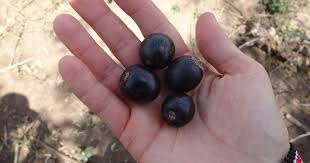 Image result for Vitex payos