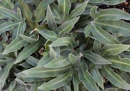 Image result for Pyrrosia stolzii