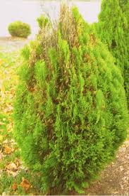 Image result for Vismia orientalis