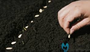 Kenalai sejarah, karakteristik dan sehingga, banyak orang untuk membudidayakannya, bahkan membeli bunga tersebut dengan harga yang mahal. 6 Panduan Cara Menanam Bunga Matahari Merah Agar Cepat Mekar Trikmerawat Com