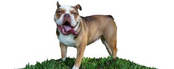 414,495 likes · 2,800 talking about this. Huggabulls Mini English And French Bulldogs Tampa Fl