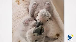 Hand Feeding Guide To Baby African Grey Parrot Goodbird