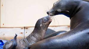 Houston zoo staff work with sea lions in california. Meet Maui Our Adorable Sea Lion Pup Zoological Society Of London Zsl