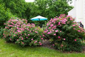 Carroll county department of community development 423 college street carrollton, ga 30117 p.o. Pool Landscaping Ideas Landscaping Ideas Around Pools Decorative Stone Landscape Stone Carroll County Westminster Lawn