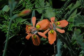 Image result for Moraea natalensis