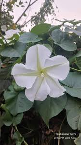 Image result for Peponium vogelii