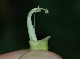 Image result for Dolichos trilobus