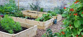 What to grow in veggie garden. The Five Easiest Vegetables To Grow Which