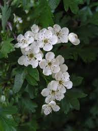 It is a popular component of native hedgerows and a haven for wildlife. Hawthorn Fierce Gentle Protectress Of The Heart Gathering Ground